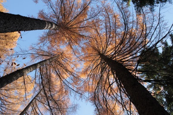 Sentiero Sabbia - Alpe Colmetto per il Bosco dell' Impero